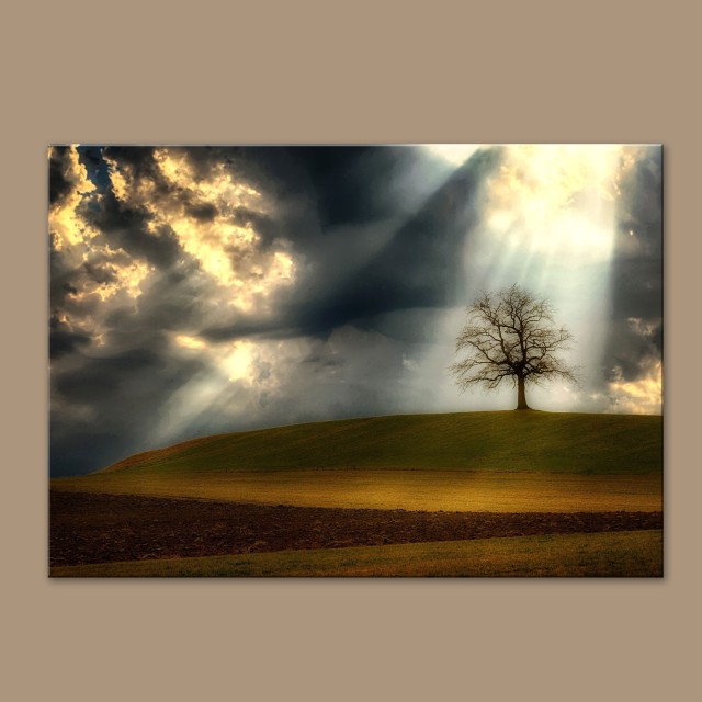 Πίνακας Lonely Tree 116129-1