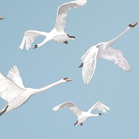 swans-flying4